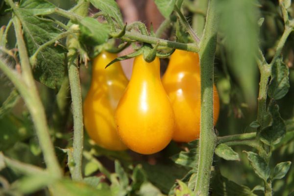  Drop de miere de tomate