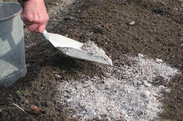  Cerințe privind solul pentru plantare