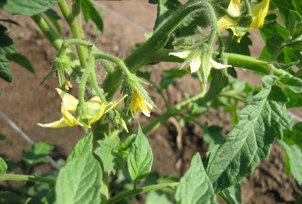  Ovary for Tomatoes