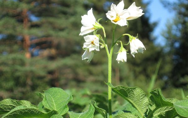  Las papas se procesan al inicio de la floración, la segunda vez, en una semana.
