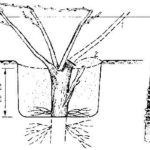  Drill inoculation scheme
