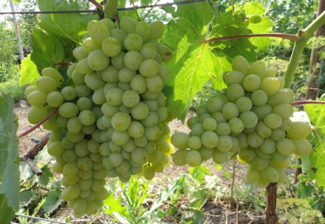  Grapes delight