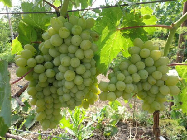  Uvas deliciar