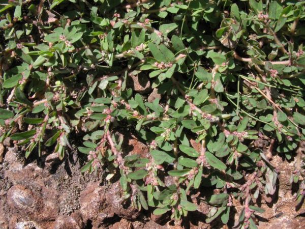  spurge macchiato