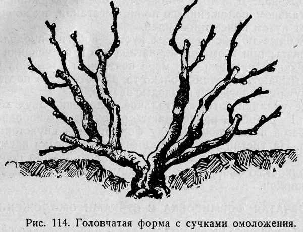  Head of a vine