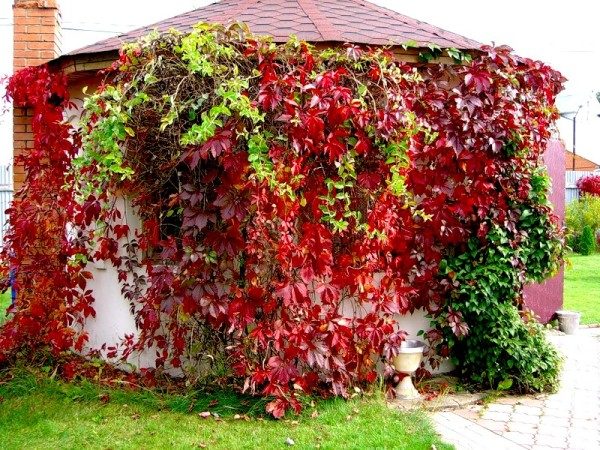  Gardening maiden grapes