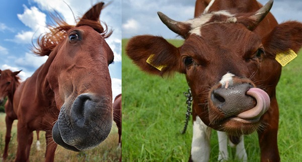 Sterco di cavallo e di mucca