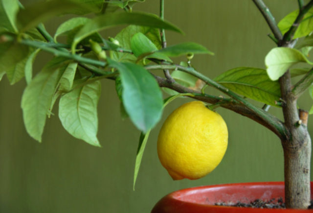  alimentando limones