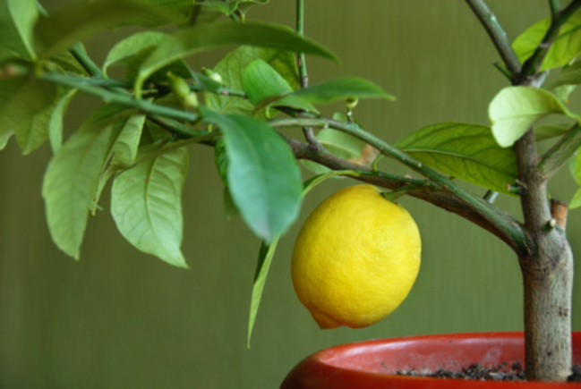  feeding lemons