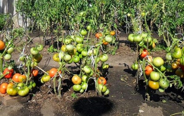  Do not abruptly tolerate tomatoes from the shade in the sun.