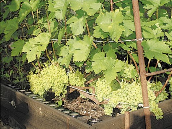  Aleshenkin grapes at their summer cottage