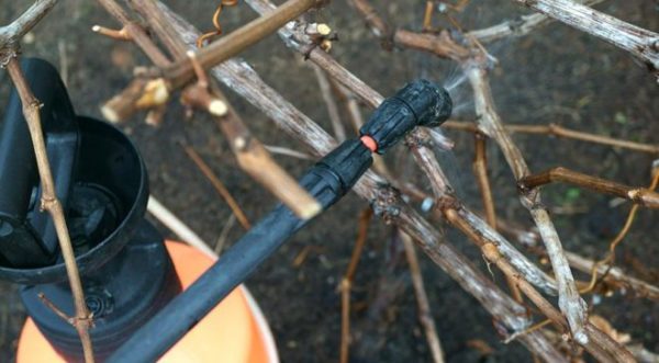  Spraying of iron vitriol can be carried out in both spring and autumn