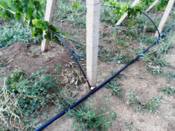  Spraying and watering need grapes at all stages of growth