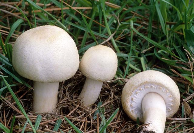  Coltivazione di funghi