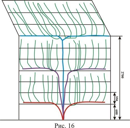  Arched vine growing pattern