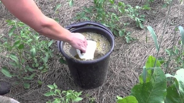  Piante d'innaffiatura con soluzione di umato di potassio