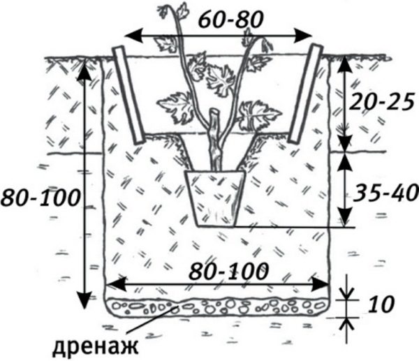  The scheme of planting grapes