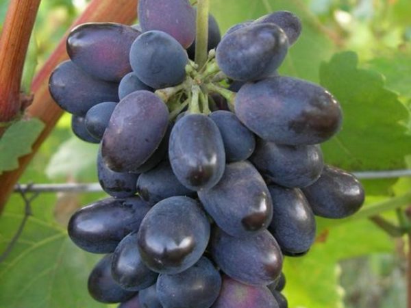  Baga de uva Kadryanka
