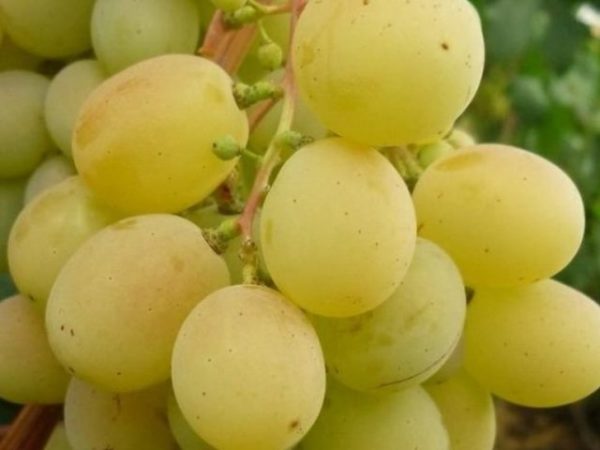  Berry Grape Mascot Closeup