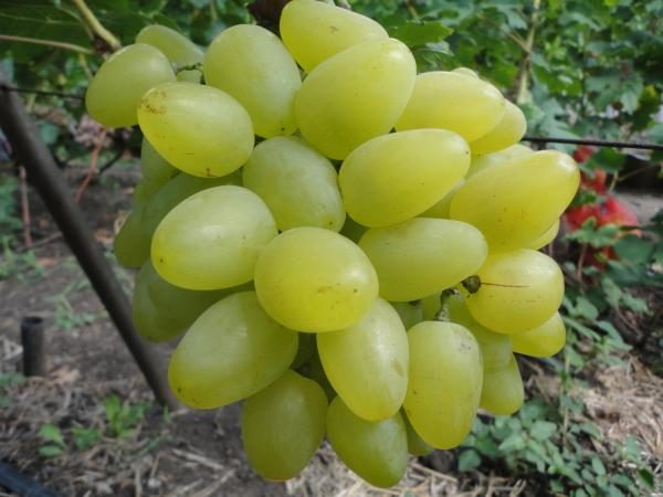  Lora close-up de uvas