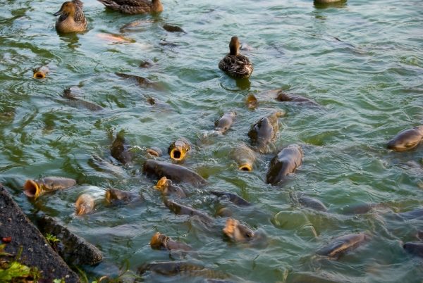  If carps get a balanced and nutritious diet, then in 9 months it’s quite realistic to grow a half-kilogram fish.