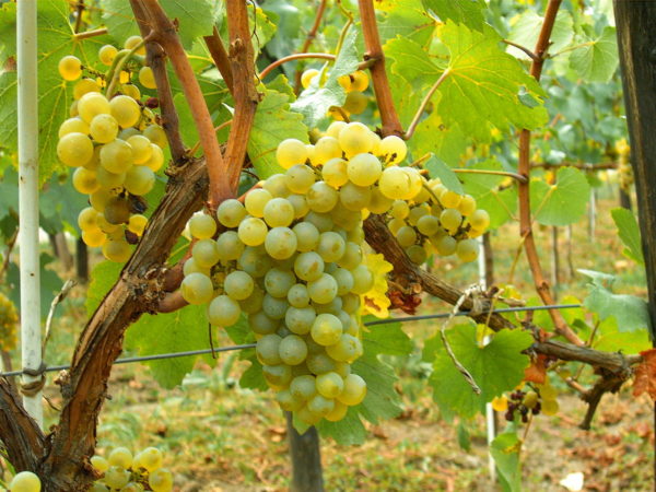  Bunch of chardonnay varieties
