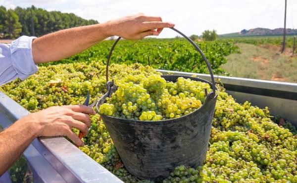  Recoltarea strugurilor Chardonnay