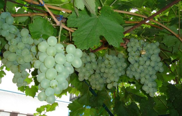  Grape varieties mascot