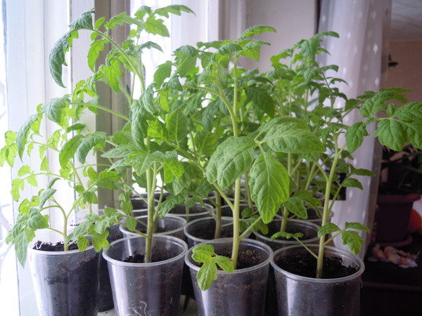 Tomato seedling