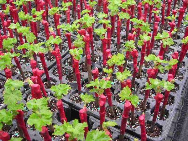  growing grapes from cuttings