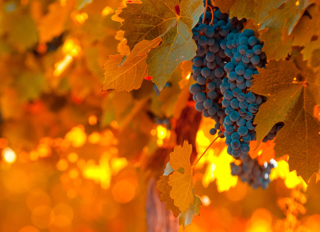  Qué hacer con las uvas en octubre.