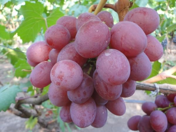  This variety is not inherent in the effect of pea berries