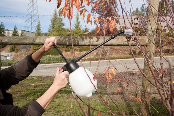  Each tree is sprayed with a canopy with a specific target.