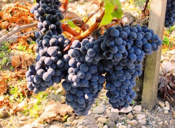  Grape merlot