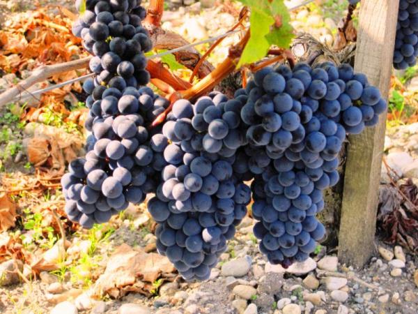  Grape merlot