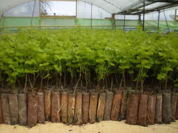  Răsaduri de struguri gata pentru plantare în sol deschis