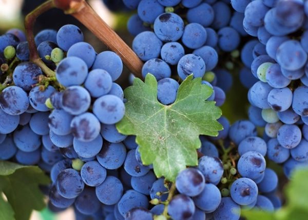  Bunch of grapes close up