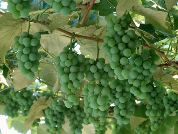  Green grapes