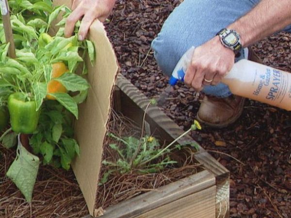  The sharp smell of ammonia deters garden pests.