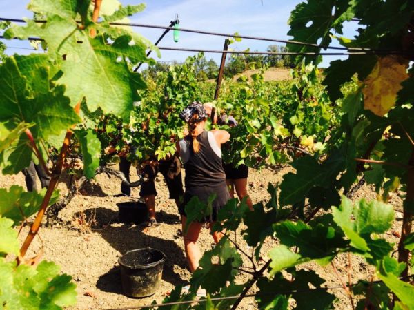  Grape Harvesting
