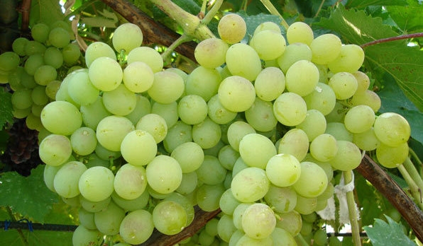  Bando de uvas deliciar close-up