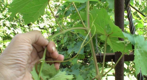  Chasing accelerates the ripening of grapes