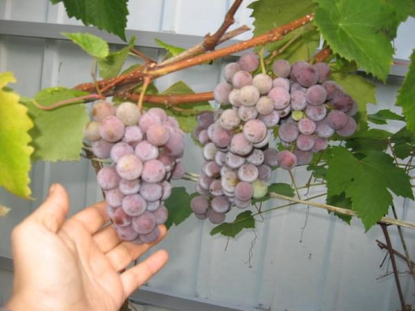  Berries for making wine is better to collect in the middle of autumn