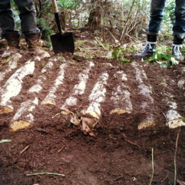  Growing mushrooms on logs