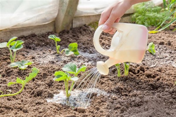  Watering strawberries with water with the addition of processed manure