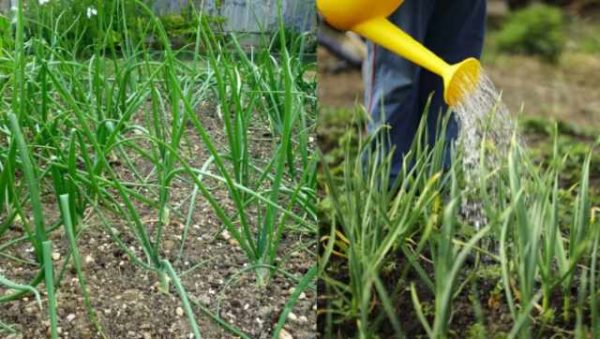  Watering the onion and garlic beds with water and ammonia