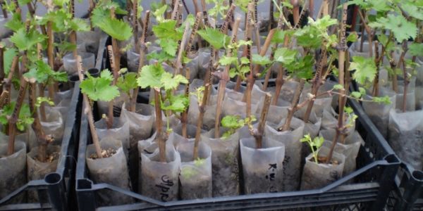  transplanting cuttings