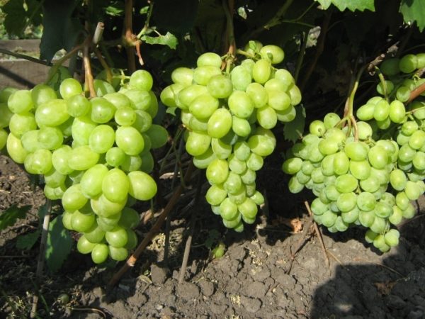  Timur's clusters are large and dense.