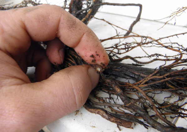  Armillary disease on the roots of the vine