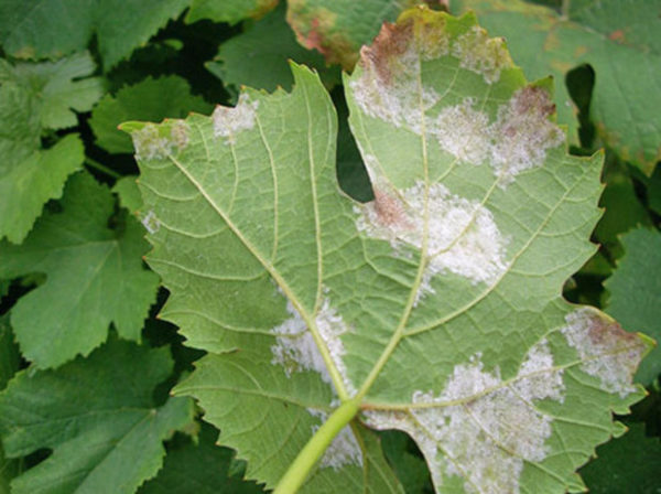  Leaves affected by septoriosis